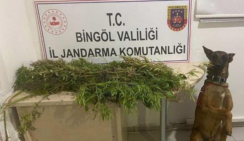 Bingöl`de uyuşturucuyla mücadele