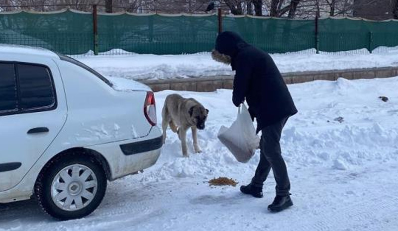 Bingöl`de kar ve tipiye rağmen sokak sokak gezerek hayvanları besliyor