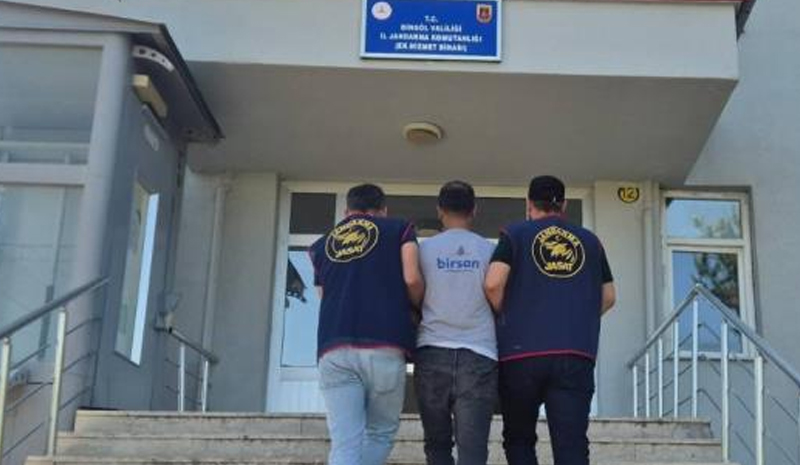Bingöl`de 5 bin 176 kök kenevir ele geçirildi