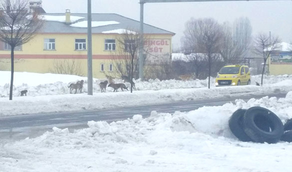 Başıboş köpekler tedirgin ediyor