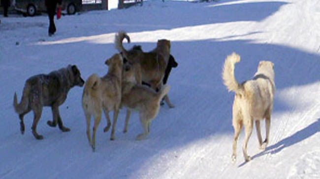 Başıboş köpekler tehlike saçıyor