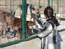 Bingöl`deki yavru köpeklere bitlis sahip çıktı