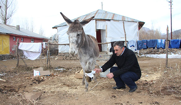 Gebe ve ayağı kırık eşeğe 20 gündür bakıyor