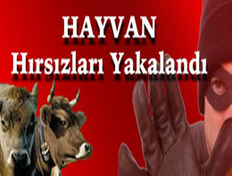 Hayvan hırsızları yakalandı