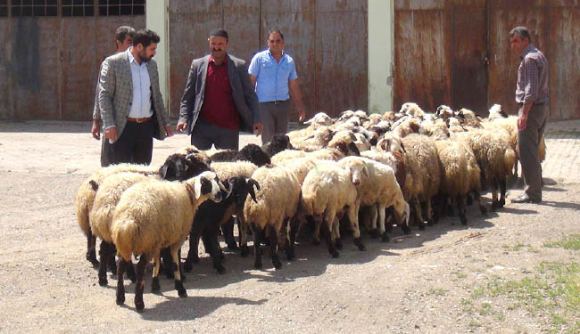 Hayvan satış sezonu başladı