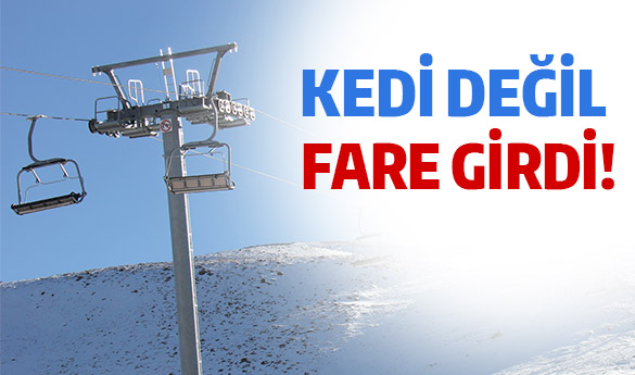 Kedi değil fare girdi!