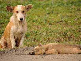 Köpek ölen yavrusunun başından ayrılamadı