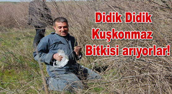 Nisan ayının bitkisi: kuşkonmaz