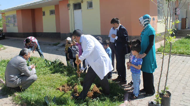 Tema okullara çınar ağacı dikti