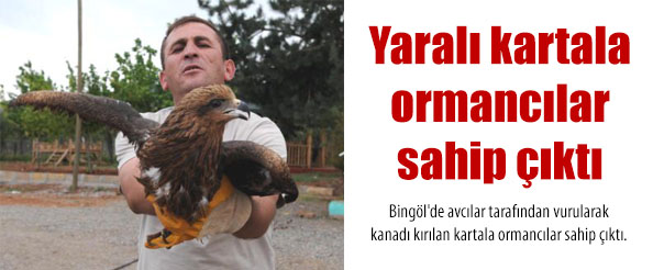 Yaralı kartala ormancılar sahip çıktı