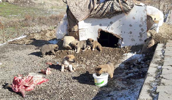 Yavru köpekleri esnaf sahiplendi