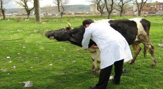 Yedisu`da şap paniği