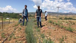 Hibeyle ekilen lavanta çay ve yağ olarak işlenecek