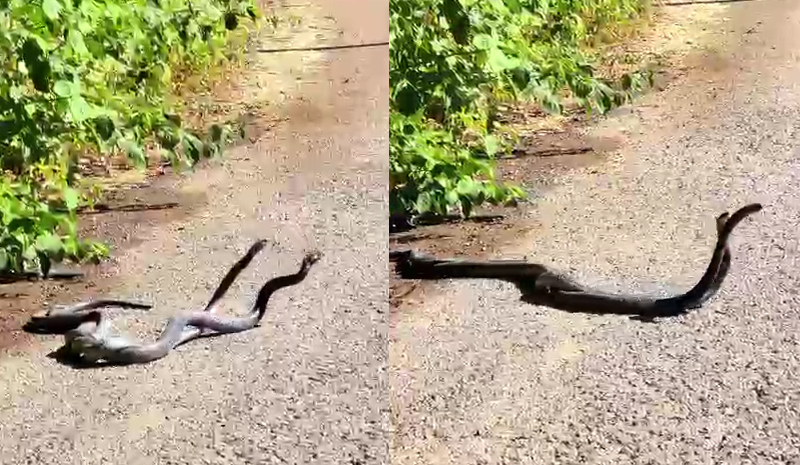 Bingöl`de iki yılanın dişi mücadelesi kamerada