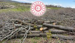 Bingöl Valiliği`nden orman kesimi tartışmalarına açıklama