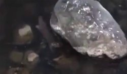 Bingöl`de nesli tehlike altındaki su samurları görüntülendi