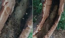 Bingöl`de ağaç kovuğundan kilo kilo doğal bal çıktı!