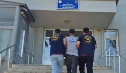 Bingöl`de 5 bin 176 kök kenevir ele geçirildi