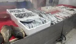 Bingöl`de balık tezgâhları şenlendi